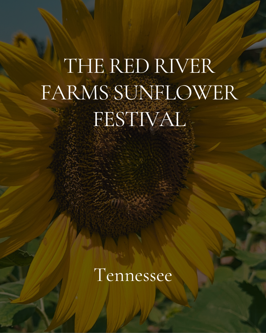 The Red River Farms Sunflower Festival
