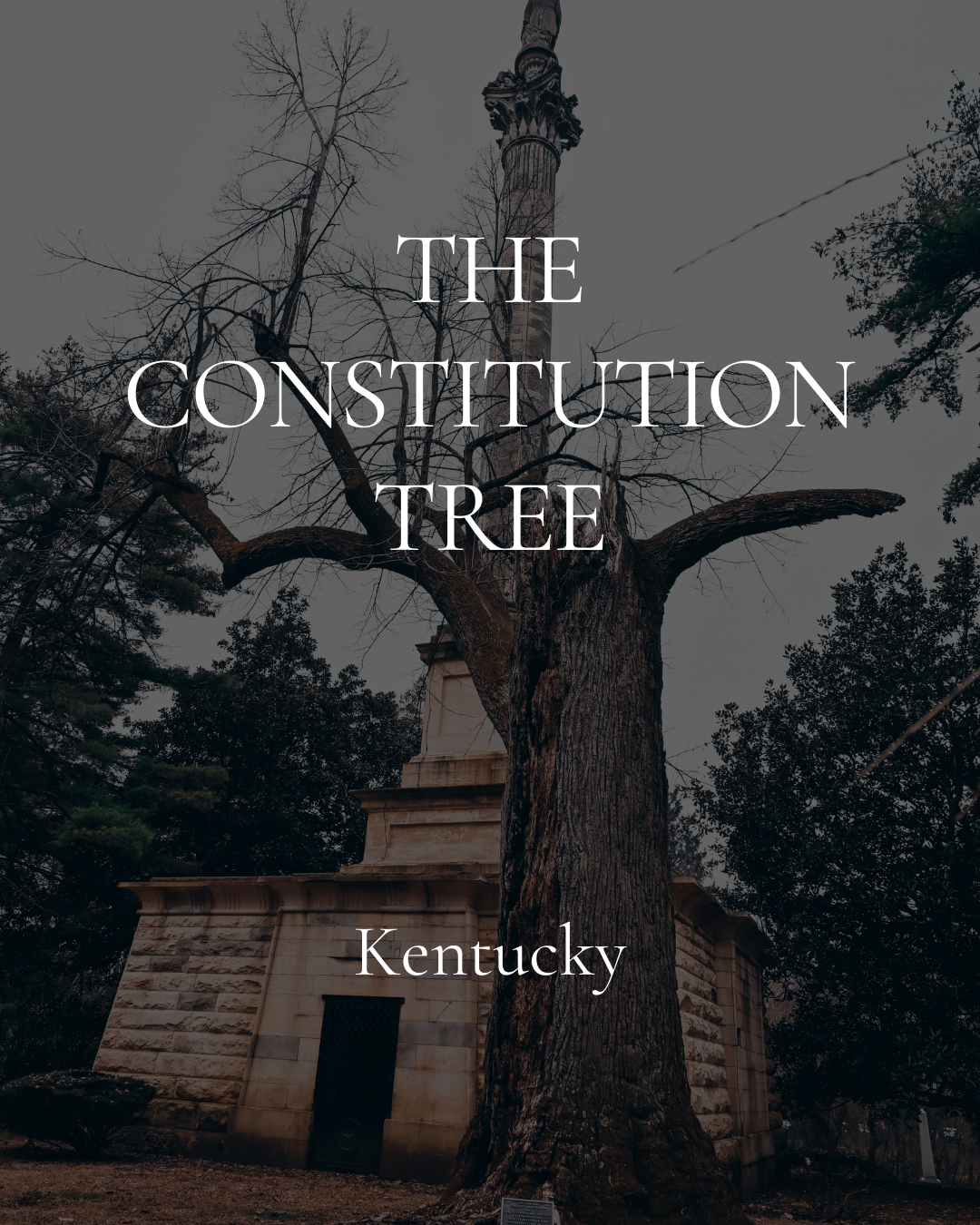 Constitution Tree